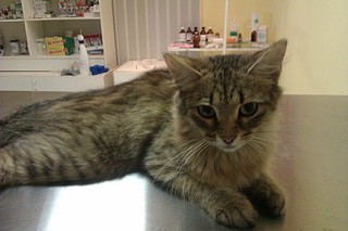 click for enlarge 1920 X 1280 438.8 Kb picture