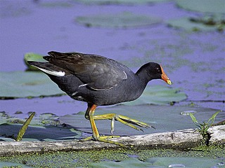 click for enlarge 800 X 600 124.0 Kb picture