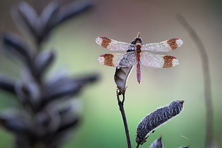 click for enlarge 1200 X 801 285.0 Kb picture