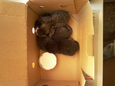 click for enlarge 1280 X 960 246.5 Kb picture