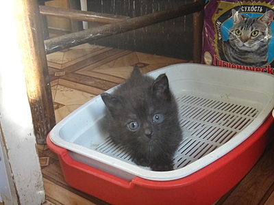 click for enlarge 1920 X 1440 641.4 Kb picture