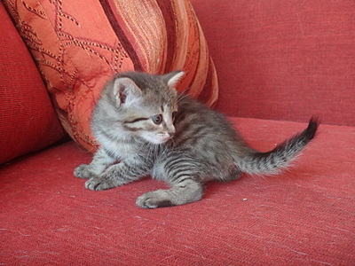 click for enlarge 1920 X 1440 805.8 Kb picture