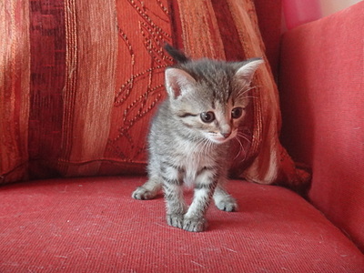 click for enlarge 1920 X 1440 738.4 Kb picture