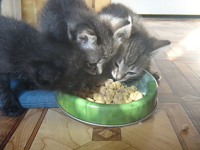 click for enlarge 1920 X 1440 620.2 Kb picture