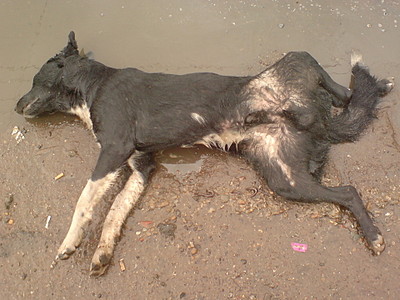 click for enlarge 1920 X 1440 590.3 Kb picture