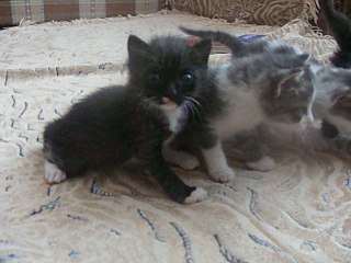 click for enlarge 640 X 480 46.8 Kb picture