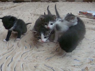 click for enlarge 640 X 480 45.4 Kb picture