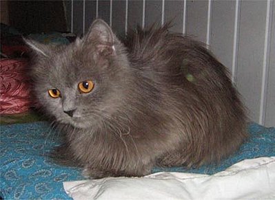 click for enlarge 429 X 313  25.3 Kb picture