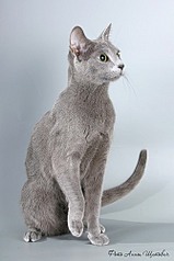 click for enlarge 333 X 500  30.5 Kb picture