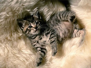 click for enlarge 640 X 480  83.9 Kb picture