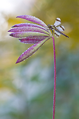 click for enlarge 800 X 1199 260.3 Kb picture