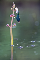 click for enlarge 800 X 1199 210.8 Kb picture