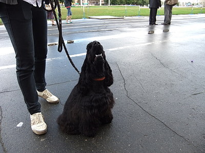 click for enlarge 1920 X 1440 619.5 Kb picture