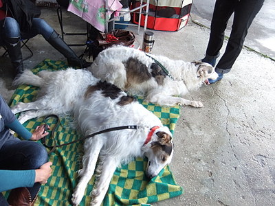 click for enlarge 1920 X 1440 647.4 Kb picture