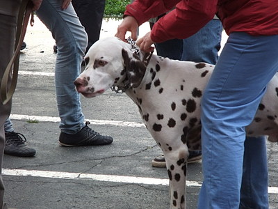 click for enlarge 1920 X 1440 500.7 Kb picture