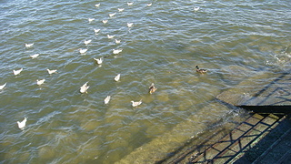 click for enlarge 1920 X 1080 883.8 Kb picture