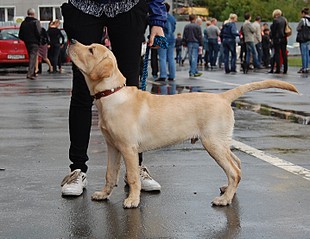 click for enlarge 1433 X 1106 369.5 Kb picture