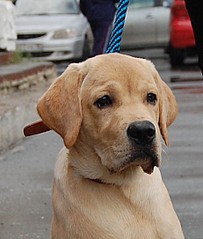 click for enlarge 461 X 544  86.3 Kb picture