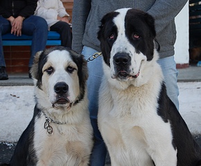 click for enlarge 1768 X 1461 676.8 Kb picture