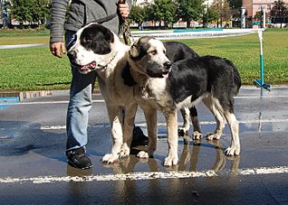 click for enlarge 1424 X 1013 431.5 Kb picture