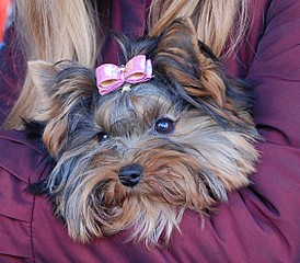 click for enlarge 1126 X 985 315.1 Kb picture