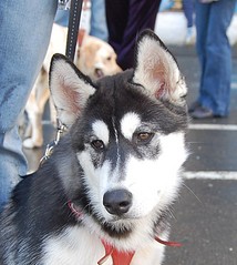 click for enlarge 739 X 825 164.9 Kb picture