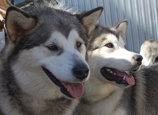 click for enlarge 1702 X 1239 468.2 Kb picture