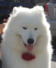 click for enlarge 1016 X 1230 328.6 Kb picture