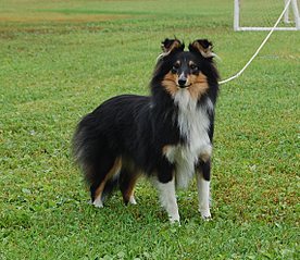 click for enlarge 1141 X 991 296.7 Kb picture