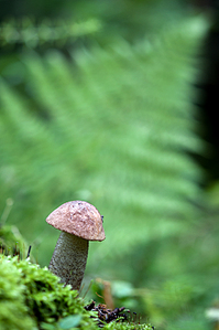 click for enlarge 598 X 900 293.5 Kb picture