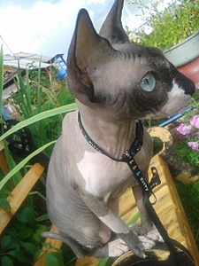 click for enlarge 1920 X 2560 320.3 Kb picture