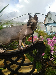 click for enlarge 1920 X 2560 406.7 Kb picture