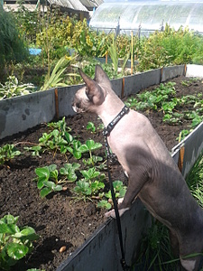 click for enlarge 1920 X 2560 606.2 Kb picture