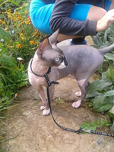 click for enlarge 1920 X 2560 596.2 Kb picture