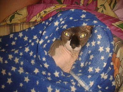 click for enlarge 1920 X 1440 943.5 Kb picture