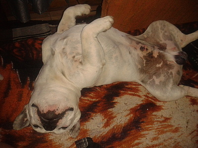 click for enlarge 1920 X 1440 793.4 Kb picture