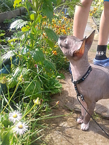 click for enlarge 1920 X 2560 657.3 Kb picture