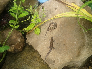 click for enlarge 1920 X 1440 319.4 Kb picture