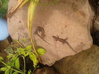 click for enlarge 1920 X 1440 292.9 Kb picture