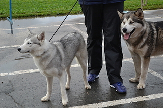 click for enlarge 1920 X 1280 196.5 Kb picture