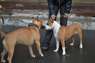 click for enlarge 1920 X 1280 209.7 Kb picture