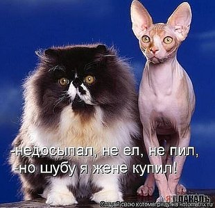 click for enlarge 497 X 480 51.2 Kb picture