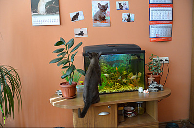 click for enlarge 800 X 529 120.5 Kb picture