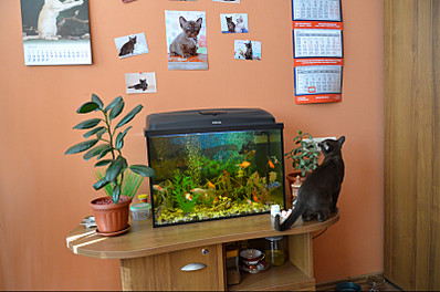 click for enlarge 800 X 529 117.8 Kb picture
