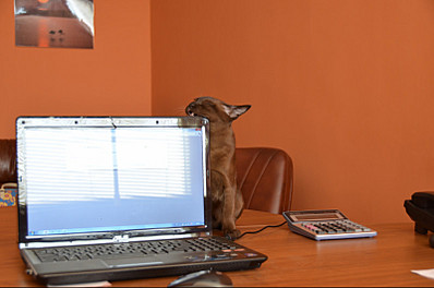 click for enlarge 800 X 529 70.0 Kb picture