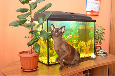 click for enlarge 800 X 529 130.1 Kb picture