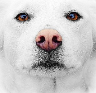 click for enlarge 500 X 484  59.9 Kb picture