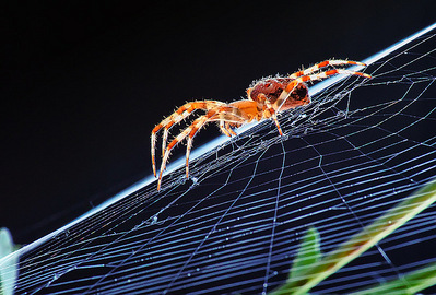click for enlarge 750 X 507 170.4 Kb picture