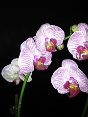click for enlarge 300 X 400 65.0 Kb picture