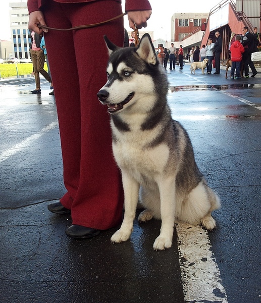 click for enlarge 768 X 891 322.2 Kb picture